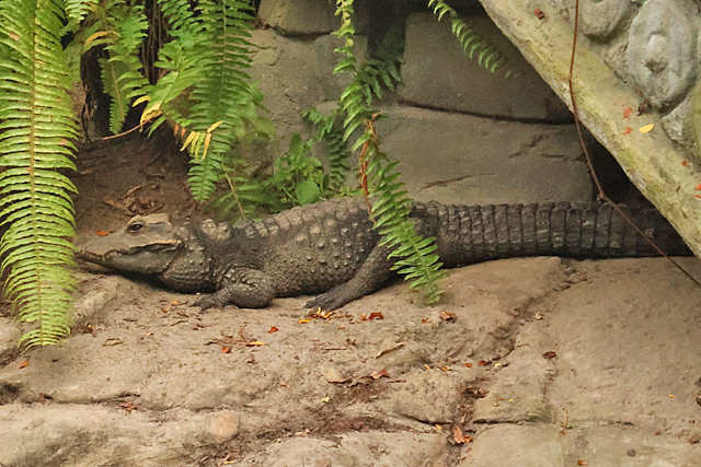 Reptielen (Reptilia)